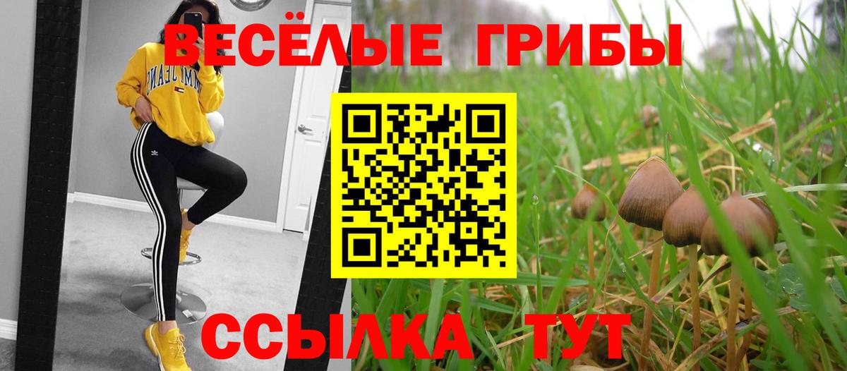 Галлюциногенные грибы Psilocybe Магнитогорск