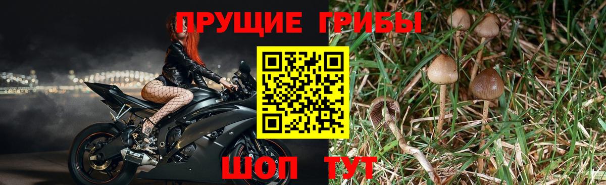 где купить   Вход с VPN  Магнитогорск  Псилоцибиновые грибы GOLDEN TEACHER 